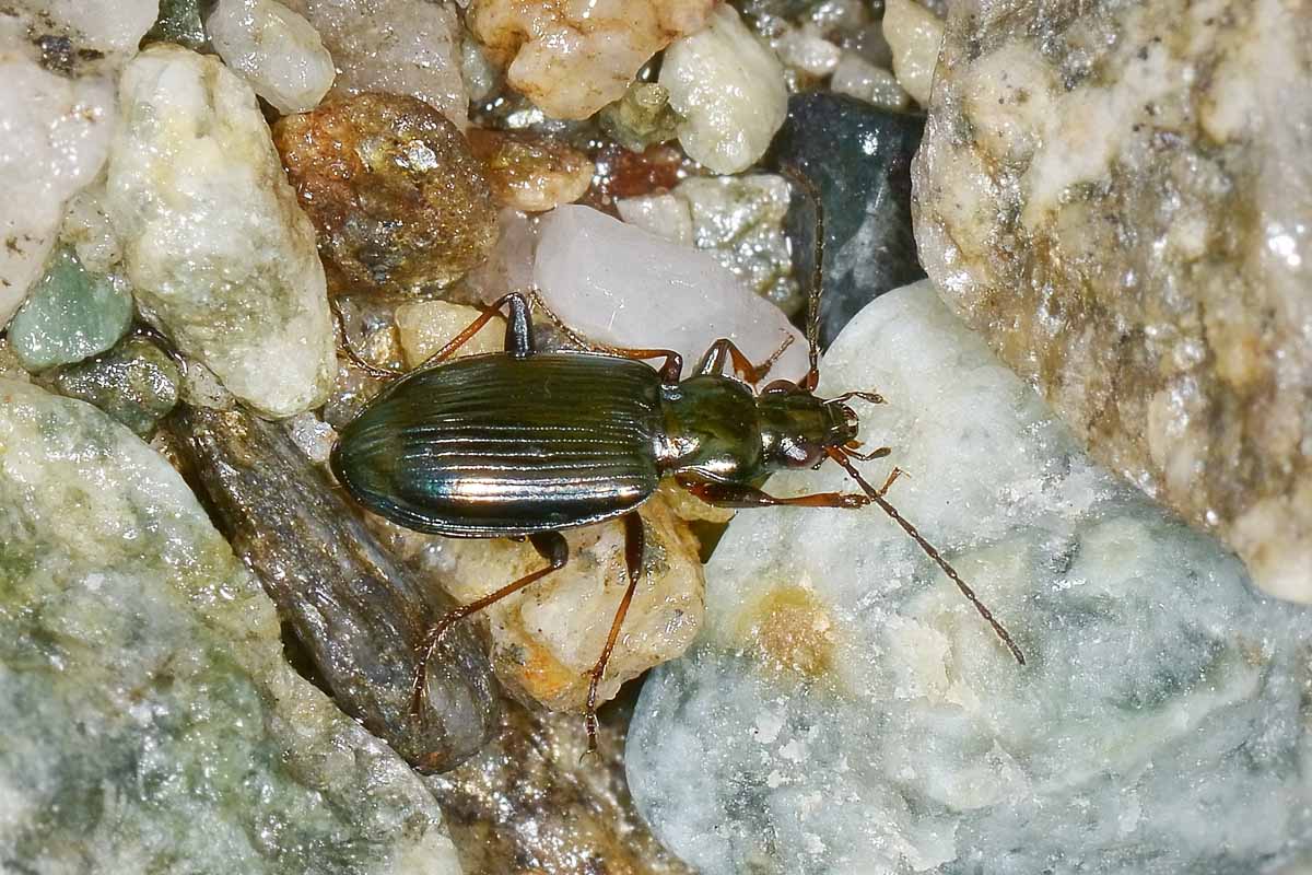 Bembidion tibiale (Ocydromus tibialis secondo faunaeur)